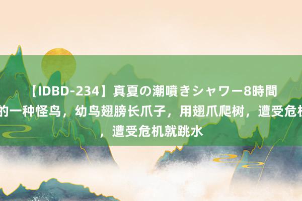 【IDBD-234】真夏の潮噴きシャワー8時間 亚马逊的一种怪鸟，幼鸟翅膀长爪子，用翅爪爬树，遭受危机就跳水